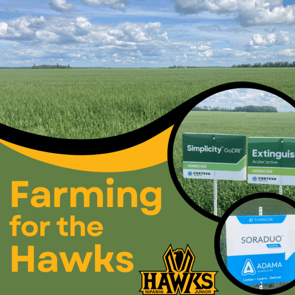 2025 Hawks Crop Update: A Promising Season with an Eye on the Sky